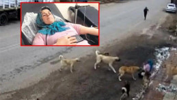 Köpek Dehşeti: 9 Köpeğin Saldırdığı Kadın Evinden Çıkamıyor!
