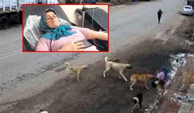 Köpek Dehşeti: 9 Köpeğin Saldırdığı Kadın Evinden Çıkamıyor!