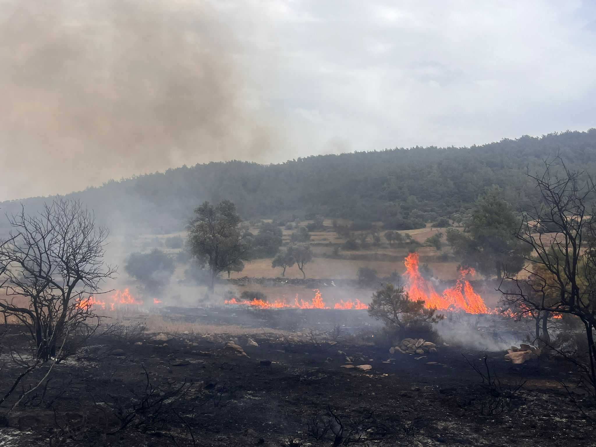 Muğla Milas'ta Orman Yangını: 14 Hane Boşaltıldı 2 AA 20240614 34874535 34874533 MUGLANIN MILAS ILCESINDE ORMAN YANGINI CIKTI