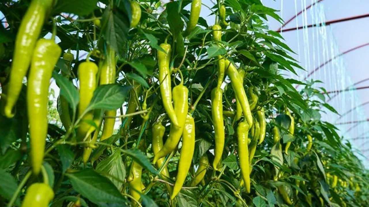 C Vitamini: Sağlıklı Yaşamın Anahtarı 9 C Vitamini Saglikli Yasamin Anahtar 10