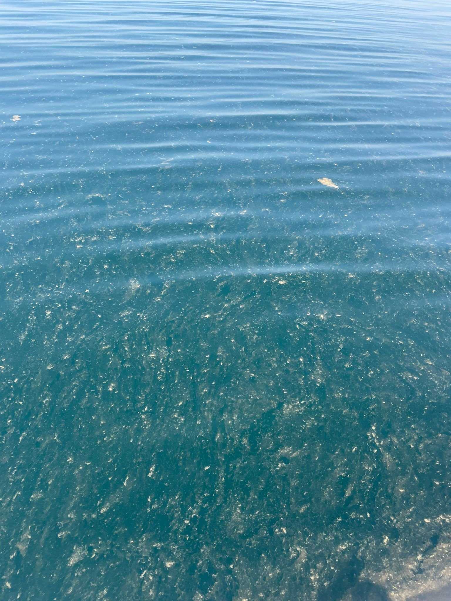 Marmara Denizi'nde Red-Tide Uyarısı: "Denize Girmeyin!" 5 GPO3iLoWoAAZcYs