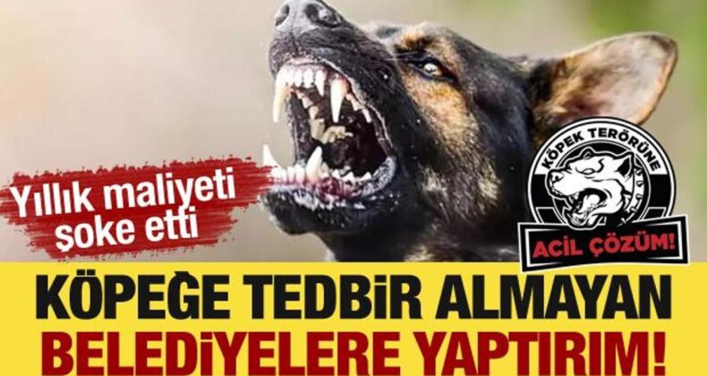 Köpeğe Tedbir Almayan Belediyelere Yaptırım! Yıllık Maliyeti Şoke Etti