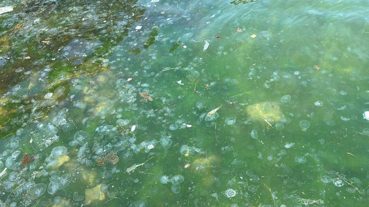 Sarıyer'de Deniz Kenarına Vuran Çöpler Vatandaşı İsyan Ettirdi 2 sariyerde deniz kenarina vuran copler vatandasi isyan ettirdi 2 BHDtGngT