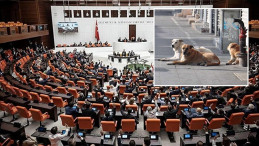 Başıboş Sokak Köpeklerine Yeni Düzenlemeler Geliyor