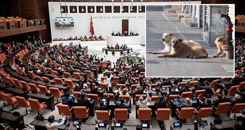 Başıboş Sokak Köpeklerine Yeni Düzenlemeler Geliyor
