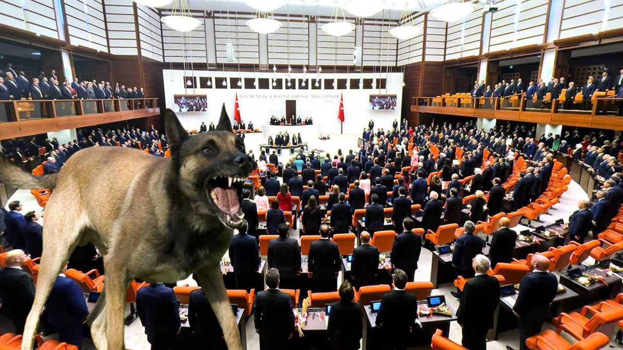 Başıboş Sokak Köpeklerine Yeni Düzenlemeler Geliyor 1 Basibos Sokak Kopeklerine Yeni Duzenlemeler Geliyor 2