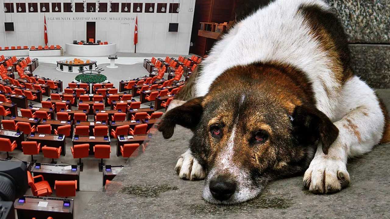 Başıboş Sokak Köpeklerine Yeni Düzenlemeler Geliyor 2 Basibos Sokak Kopeklerine Yeni Duzenlemeler Geliyor 3