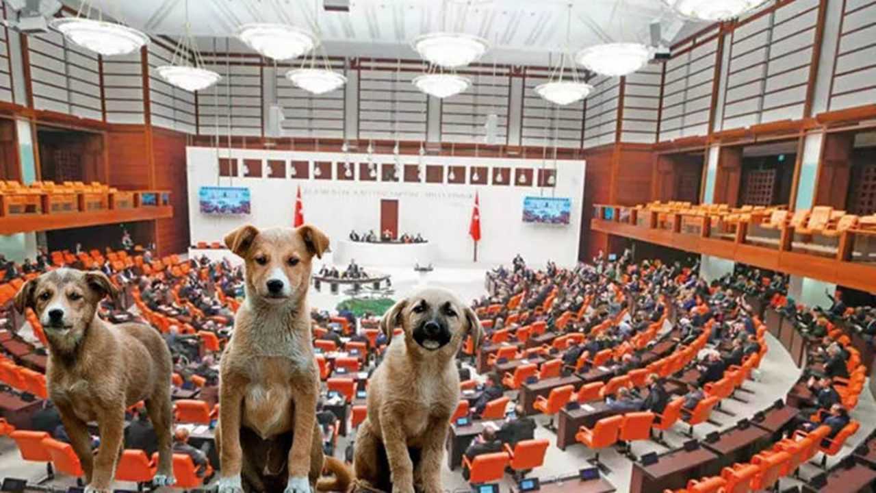 Başıboş Sokak Köpeklerine Yeni Düzenlemeler Geliyor 3 Basibos Sokak Kopeklerine Yeni Duzenlemeler Geliyor 4