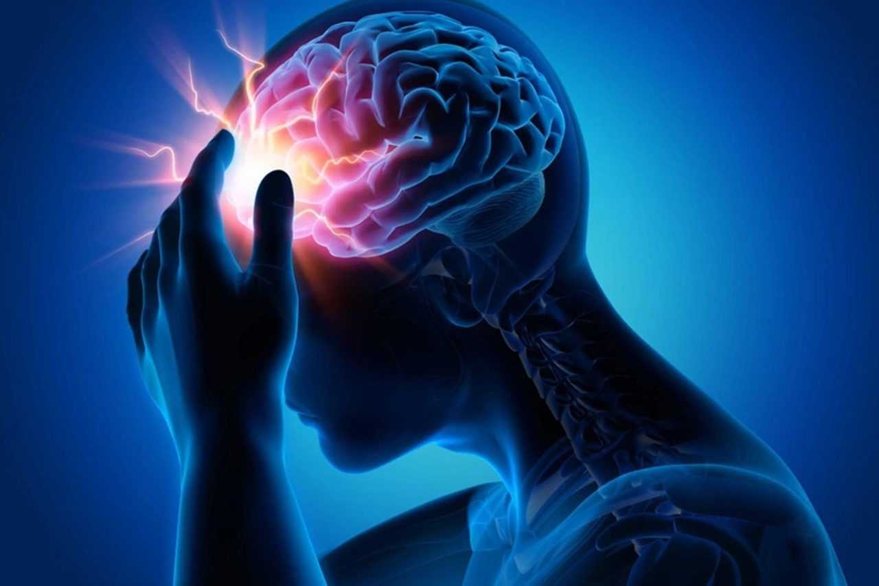 Bilim İnsanlarından Çok Kişilik 3D Beyin Modelleri 2 Bilim Insanlarindan Cok Kisilik 3D Beyin Modelleri 3