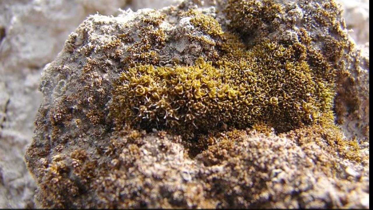 Dunyalastirma Marsi Yosunla Solunabilir Hale Getirmek 1