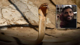 Zehirle Dans: İşçinin Sıra Dışı Yılan Mücadelesi