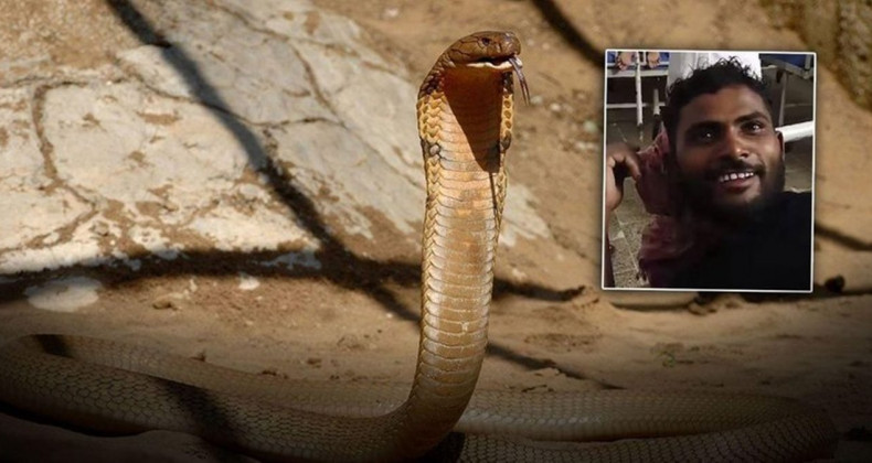 Zehirle Dans: İşçinin Sıra Dışı Yılan Mücadelesi