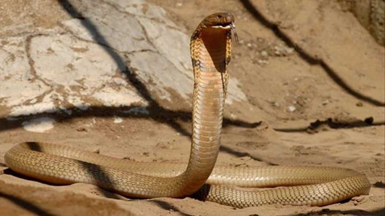 Zehirle Dans Iscinin Sira Disi Yilan Mucadelesi 3