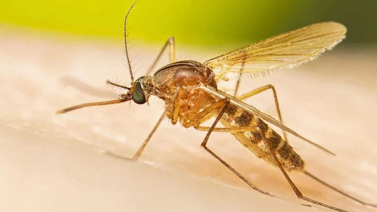 Batı Nil Virüsü Nedir? Belirtileri Neler? 2 Bati Nil Virusu Nedir Belirtileri Neler 2