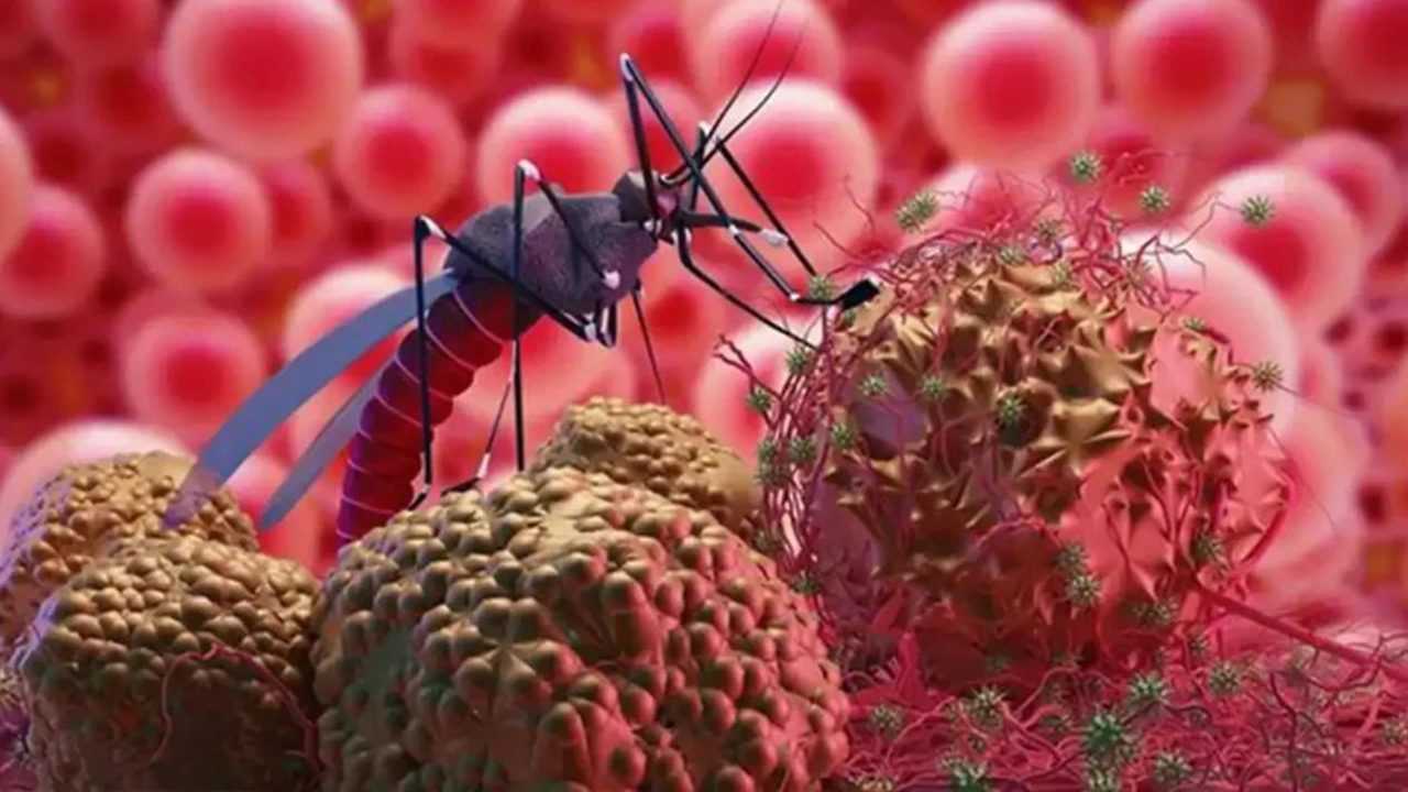 Batı Nil Virüsü Nedir? Belirtileri Neler? 5 Bati Nil Virusu Nedir Belirtileri Neler 6