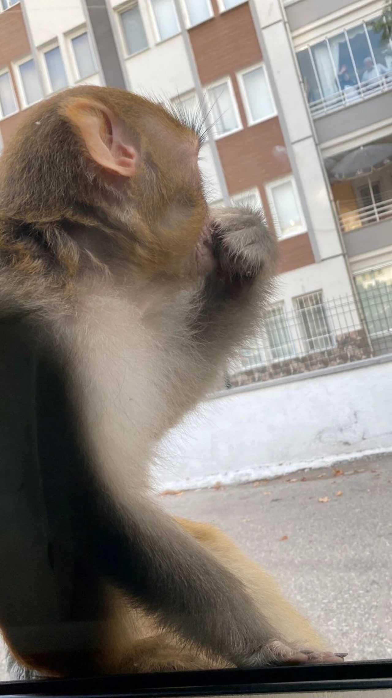 Corumda Maymun Saldirisi Genc Kiz Hastaneye Kaldirildi 1