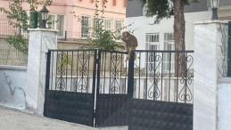 Çorum’da Maymun Saldırısı: Genç Kız Hastaneye Kaldırıldı