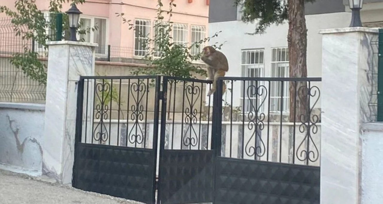 Çorum’da Maymun Saldırısı: Genç Kız Hastaneye Kaldırıldı