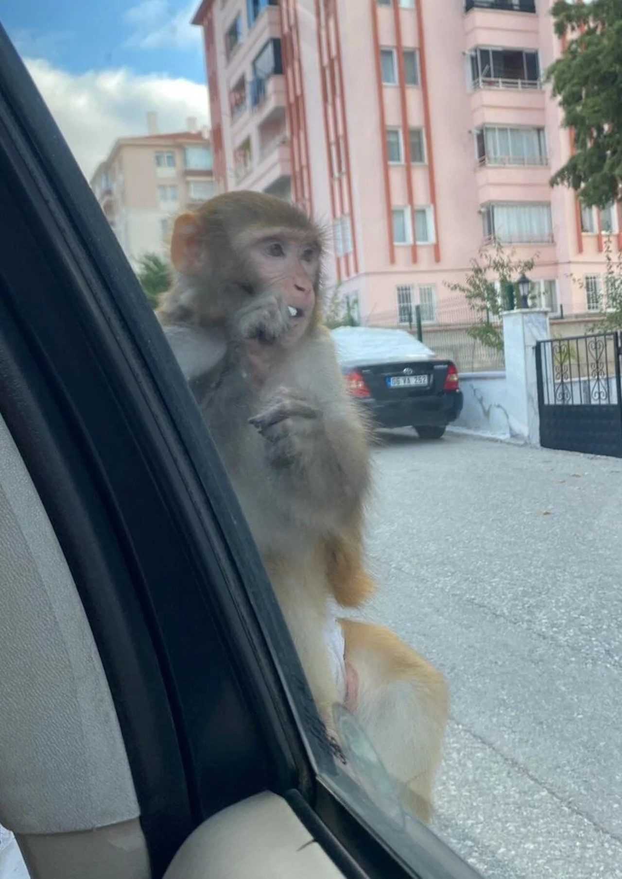 Corumda Maymun Saldirisi Genc Kiz Hastaneye Kaldirildi 3