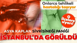 İstanbul’da Tehlike Büyüyor: Asya Kaplan Sivrisineği Alarmı!
