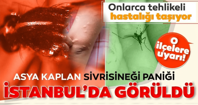 İstanbul’da Tehlike Büyüyor: Asya Kaplan Sivrisineği Alarmı!
