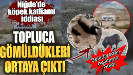 Niğde’de Köpek Katliamı İddiası: Belediyeden Açıklama