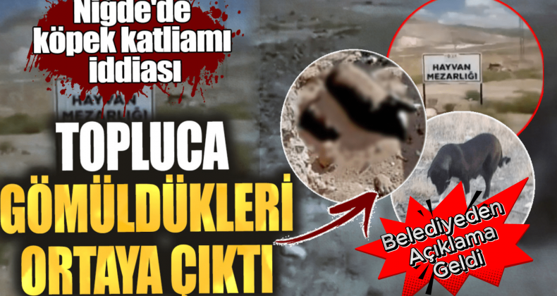 Niğde’de Köpek Katliamı İddiası: Belediyeden Açıklama