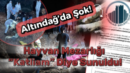 Altındağ’da Gizemli Köpek Ölümleri: Gerçek Ne?