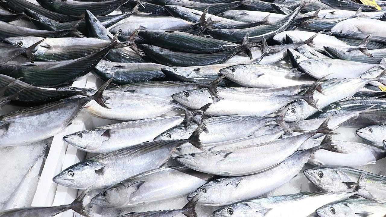 Palamut Bereketi: Av Sezonuna Büyük Heyecan 1 Palamut Bereketi Av Sezonuna Buyuk Heyecan 2