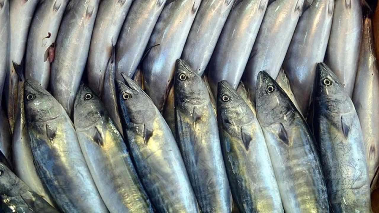 Palamut Bereketi: Av Sezonuna Büyük Heyecan 3 Palamut Bereketi Av Sezonuna Buyuk Heyecan 4
