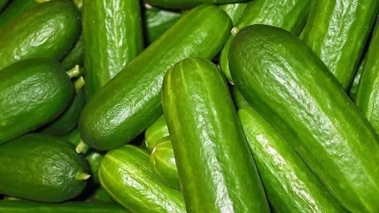 TikTok'un Salatalık Çılgınlığı İzlanda'da Kıtlık Yarattı 2 TikTokun Salatalik Cilginligi Izlandada Kitlik Yaratti 3