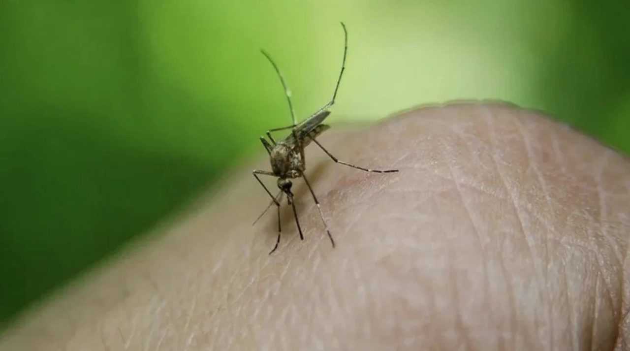 Turkiyede Bati Nil Virusu Alarmi 6 Yeni Vaka 2