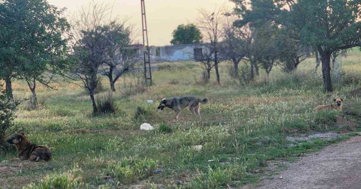 Ankara’da Köpek Saldırısı: 5 Yaşındaki Elif Yoğun Bakımda 1 ankarada basibos kopekler dehset sacti dordunu oldurup birini yaraladilar htB1VbV2