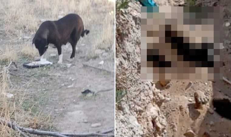 Niğde’de Köpek Katliamı İddiası: Belediyeden Açıklama 1 kapak 192758