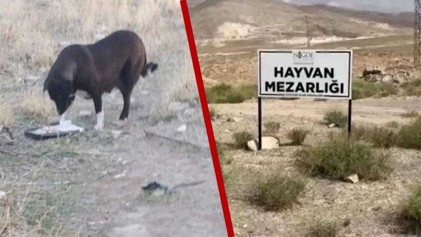 Niğde’de Köpek Katliamı İddiası: Belediyeden Açıklama 2 nigde