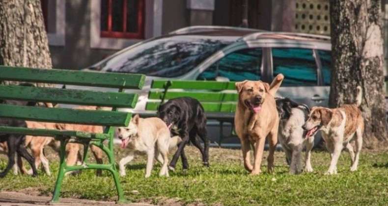 Sahipsiz Hayvanlar Düzenlemesi AYM’de: İptal Talebi Görüşülecek!