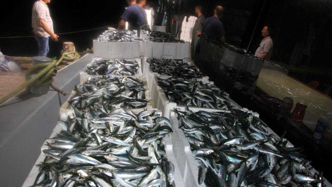 Balik Sezonu Basladi Palamutla Senlik 1