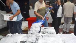 Balık Sezonu Başladı: Palamutla Şenlik