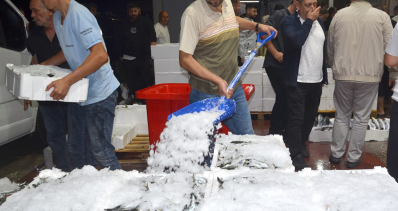 Balık Sezonu Başladı: Palamutla Şenlik