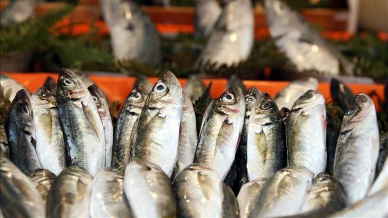 Omega-3’ün Gücü: Kalbinizi Korumak İçin Taze Balık 2 Omega 3un Gucu Kalbinizi Korumak Icin Taze Balik 3