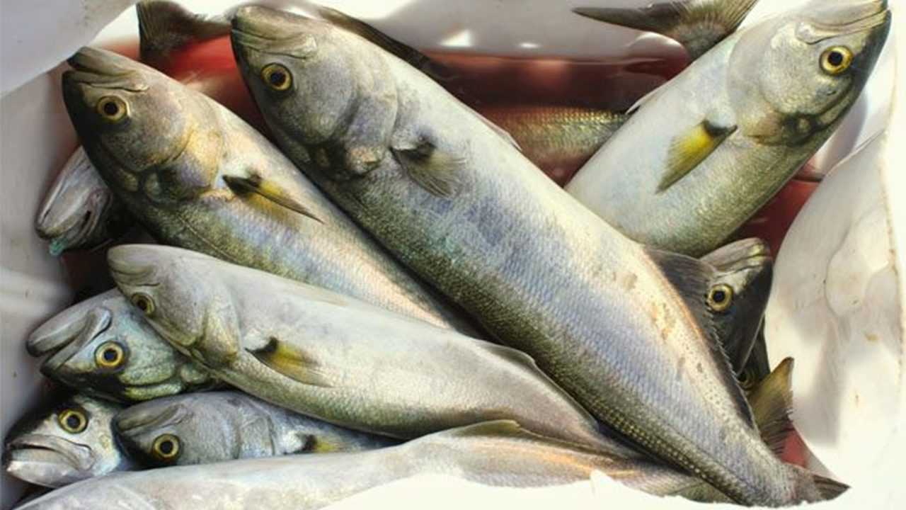 Omega-3’ün Gücü: Kalbinizi Korumak İçin Taze Balık 3 Omega 3un Gucu Kalbinizi Korumak Icin Taze Balik 4