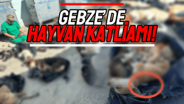 Gebze’de Sokak Hayvanı Katliamı!