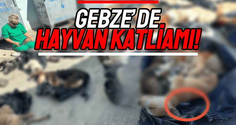 Gebze’de Sokak Hayvanı Katliamı!