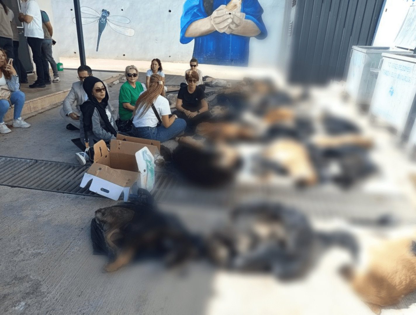 Gebze'de Sokak Hayvanı Katliamı! 2 Ekran goruntusu 2024 10 11 140236