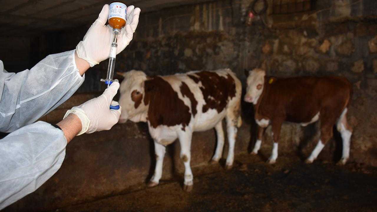 Sap Hastaligina Karsi Rekor Asilama Vakalar 79 Azaldi 1