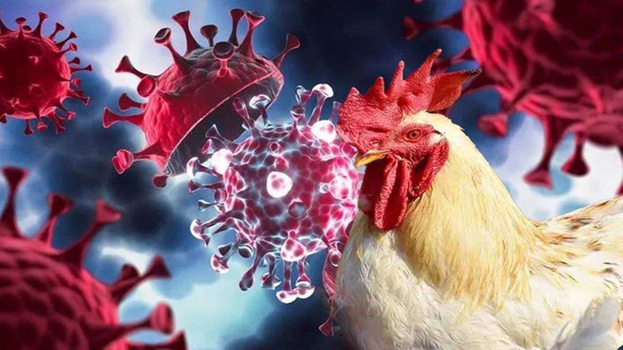ABD'de H5N1 Kuş Gribi Nedeniyle İlk Ölüm 1 ABDde H5N1 Kus Gribi Nedeniyle Ilk Olum 1