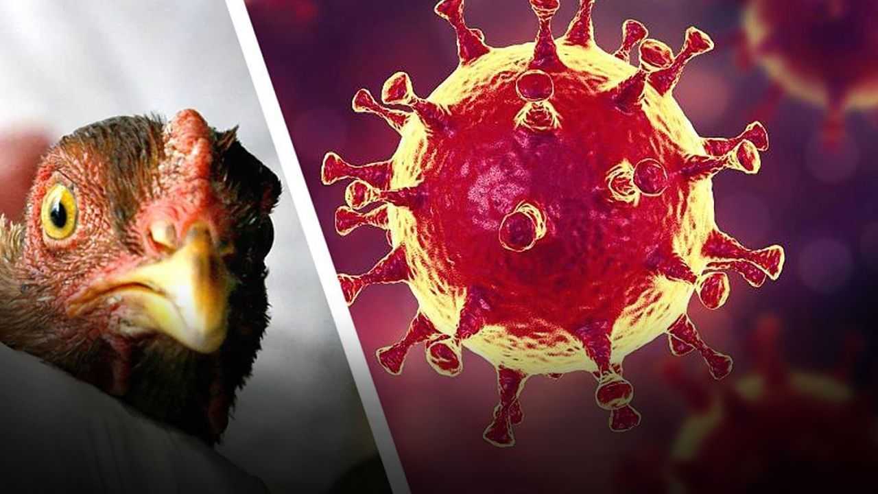 ABD'de H5N1 Kuş Gribi Nedeniyle İlk Ölüm 2 ABDde H5N1 Kus Gribi Nedeniyle Ilk Olum 2