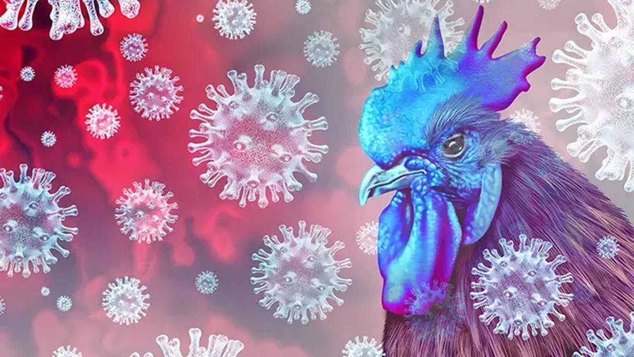 ABD'de H5N1 Kuş Gribi Nedeniyle İlk Ölüm 3 ABDde H5N1 Kus Gribi Nedeniyle Ilk Olum 3