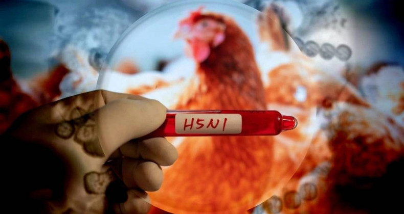 ABD’de H5N1 Kuş Gribi Nedeniyle İlk Ölüm