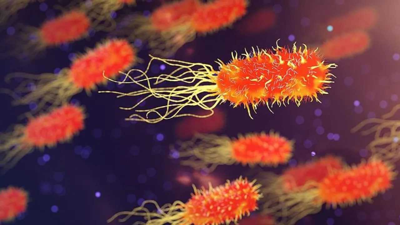 Plastik Yiyen Bakteri: Tıbbi Cihazlara Tehdit 1 Plastik Yiyen Bakteri Tibbi Cihazlara Tehdit 2
